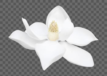 PNG white magnolia, flower clipart, | Free PNG - rawpixel