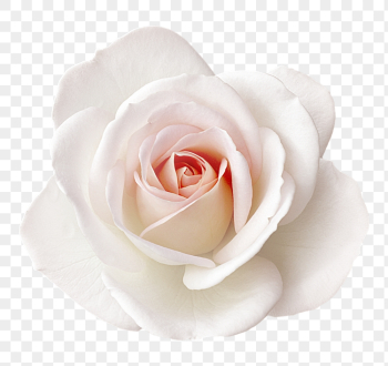 PNG white rose, flower clipart, | Free PNG - rawpixel