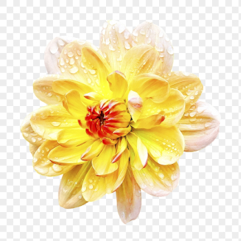 PNG yellow dahlia, flower clipart, | Free PNG - rawpixel