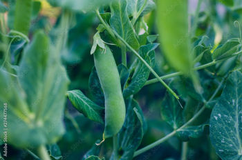 Pods of green peas grow on the garden