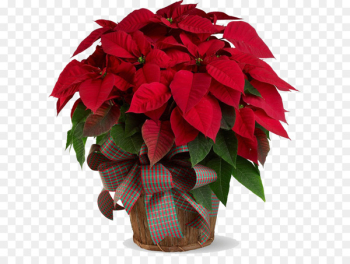 Poinsettia Poinsettia