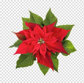 Poinsettia Christmas plants Flower, christmas transparent background PNG clipart