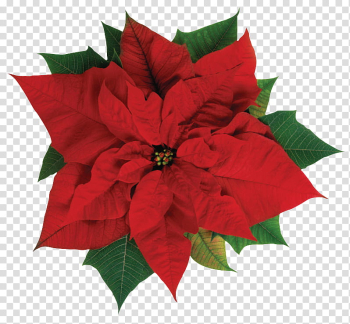 Poinsettia Christmas , red Euphorbia pulcherrima flower art transparent background PNG clipart