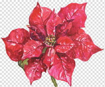 Poinsettia Christmas , red Euphorbia pulcherrima flower art transparent background PNG clipart