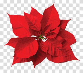 Poinsettia Christmas , red poinsettia transparent background PNG clipart