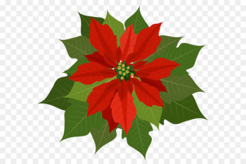 Poinsettia Clip art - Christmas Poinsettia PNG Clipart Poinsettia Clip art - Christmas Poinsettia PNG Clipart