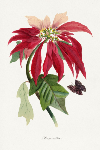 Poinsettia flower painting, Le Jardin | Free Photo Illustration - rawpixel Poinsettia flower painting, Le Jardin | Free Photo Illustration - rawpixel