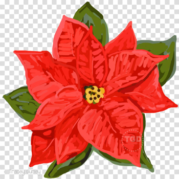Poinsettia PNG Download Image Poinsettia PNG Download Image