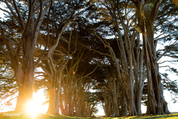 Point Reyes National Seashore, United States | Free stock photo - 429890 Point Reyes National Seashore, United States | Free stock photo - 429890