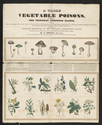 Poisonous mushrooms: Irritating poisons (1840&ndash;1850) | Free Photo - rawpixel