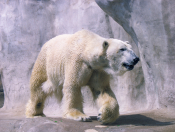 polar bear 1.jpg polar bear 1.jpg