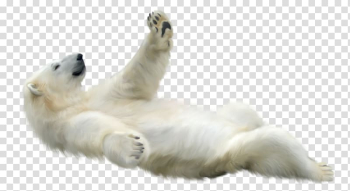 Polar bear Animal , polar bear transparent background PNG clipart Polar bear Animal , polar bear transparent background PNG clipart