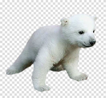 Polar bear Baby Animals for Kids, polar bear transparent background PNG clipart Polar bear Baby Animals for Kids, polar bear transparent background PNG clipart