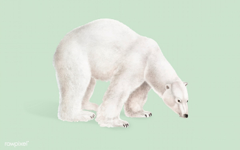 Polar Bear illustration | Free stock vector - 457933 Polar Bear illustration | Free stock vector - 457933