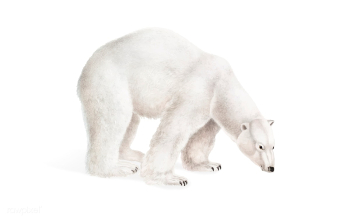 Polar Bear illustration | Free stock vector - 457941 Polar Bear illustration | Free stock vector - 457941