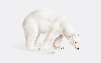 Polar Bear illustration | Free stock vector - 457958 Polar Bear illustration | Free stock vector - 457958