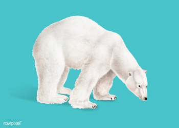 Polar Bear illustration | Free stock vector - 457971 Polar Bear illustration | Free stock vector - 457971