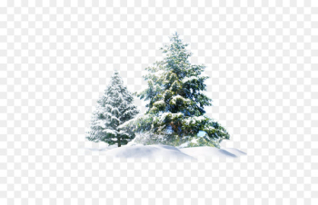 Polar bear Snow Pine Wallpaper - Christmas Snow Tree Creative 