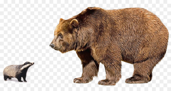 Polar Bear, Stock Photography, Grizzly Bear, Brown Bear, Vertebrate PNG