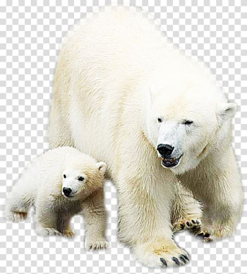 Polar bear, White animal polar bear transparent background PNG clipart Polar bear, White animal polar bear transparent background PNG clipart