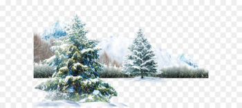 Polar bear Winter Light Wallpaper - Winter scene Polar bear Winter Light Wallpaper - Winter scene