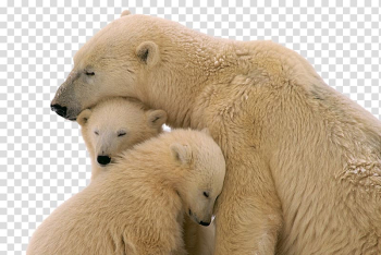 Polar bear with two cubs, Facebook Bear Web banner Button, Snow Bear transparent background PNG clipart