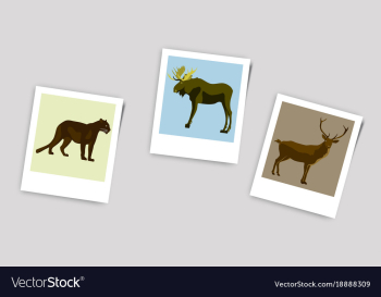 Polaroid photo of deer elk panther vector image Polaroid photo of deer elk panther vector image