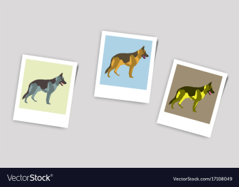 Polaroid photo of german shepherd vector image Polaroid photo of german shepherd vector image