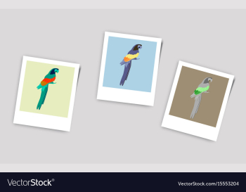 Polaroid photo of parrot vector image Polaroid photo of parrot vector image
