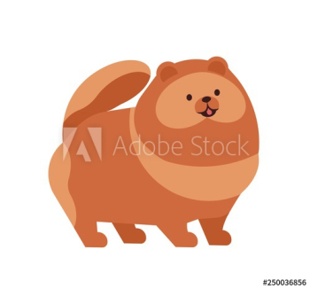 Pomeranian or Pom Pomeranian or Pom