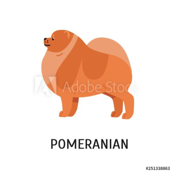 Pomeranian or Pom Pomeranian or Pom