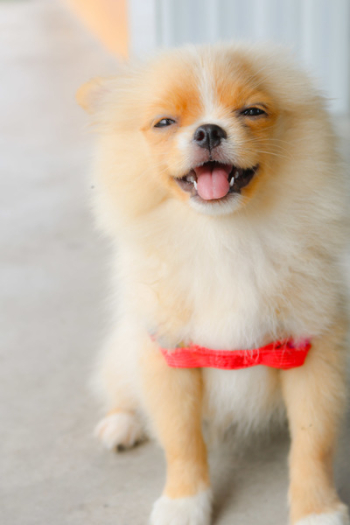 Pomeranian Puppy Pomeranian Puppy