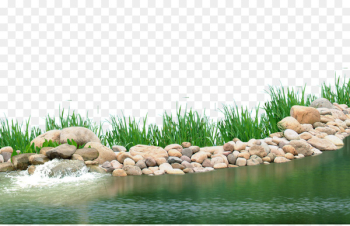 Pond Aquatic plant Lake - Lake plants Pond Aquatic plant Lake - Lake plants