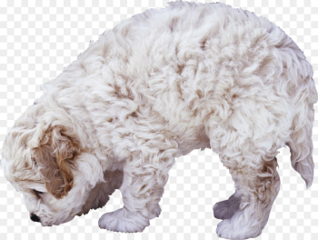Poodle, Animal, White, Animal Figure, Dog PNG Poodle, Animal, White, Animal Figure, Dog PNG