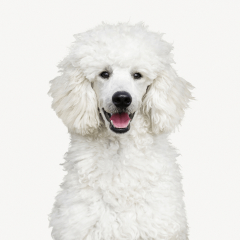 Poodle dog collage element psd | Free PSD - rawpixel