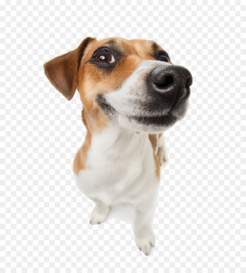 Poodle So God Made a Dog: 90 Devotions for Dog People Pet Cat Encountering the Goodness of God: 90 Daily Devotions - the dog will laugh 