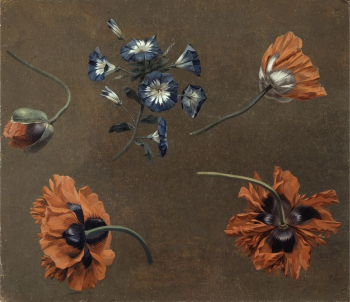 Poppies and Tradascanthus | Free Photo - rawpixel