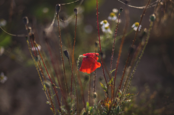 Poppy