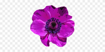 Poppy Blossom Bloom Flower Purple Nature C - Poppy Poppy Blossom Bloom Flower Purple Nature C - Poppy
