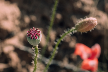 Poppy bud closeup Poppy bud closeup