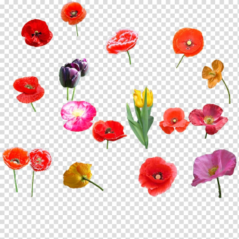 Poppy Flower bouquet Tulip, Tulip flowers transparent background PNG clipart Poppy Flower bouquet Tulip, Tulip flowers transparent background PNG clipart