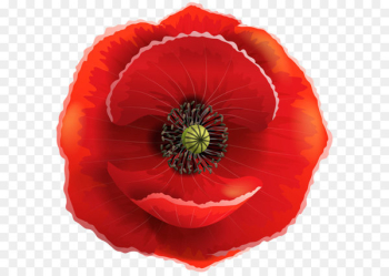 Poppy Flowers Clip art - Poppy Transparent PNG Clip Art Image 