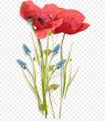 Poppy Flowers - Flowers Poppy Flowers - Flowers