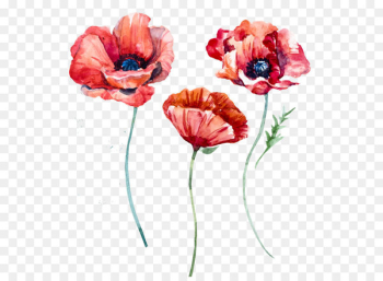 Poppy Flowers - Watercolor poppies 