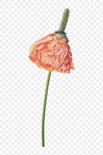 Poppy png, orange flower clipart, | Free PNG - rawpixel