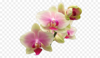 Popular Orchids Flower Easter lily Clip art - plumeria Popular Orchids Flower Easter lily Clip art - plumeria