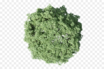 Populus nigra Tree Plan - tree plan Populus nigra Tree Plan - tree plan