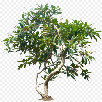 Populus nigra Tree Plant Plumeria rubra - Jungle Tree PNG File 