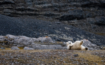 Porlarbear Hornsund, Svalbard Porlarbear Hornsund, Svalbard