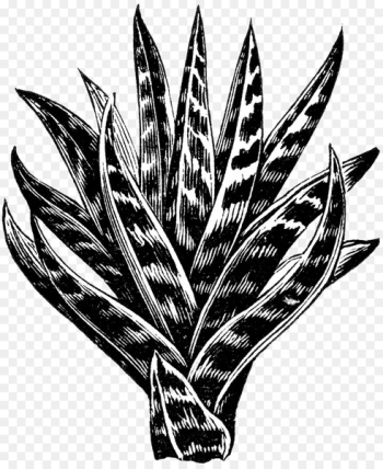 Portable Network Graphics Aloes Image Clip art - succulent button 